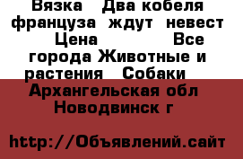  Вязка ! Два кобеля француза ,ждут  невест.. › Цена ­ 11 000 - Все города Животные и растения » Собаки   . Архангельская обл.,Новодвинск г.